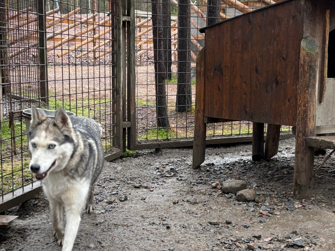 Arctic Circle Husky Park-罗瓦涅米必去景点