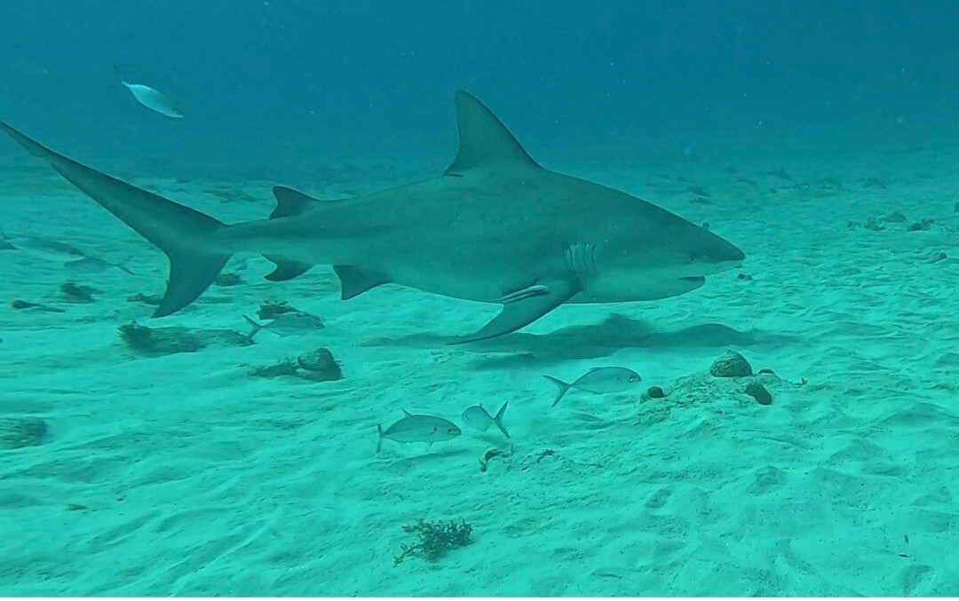 Dressel Divers Playa Del Carmen-普拉亚德尔卡曼必去景点