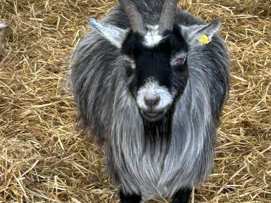 Dalscone Farm Fun-邓弗里斯必去景点