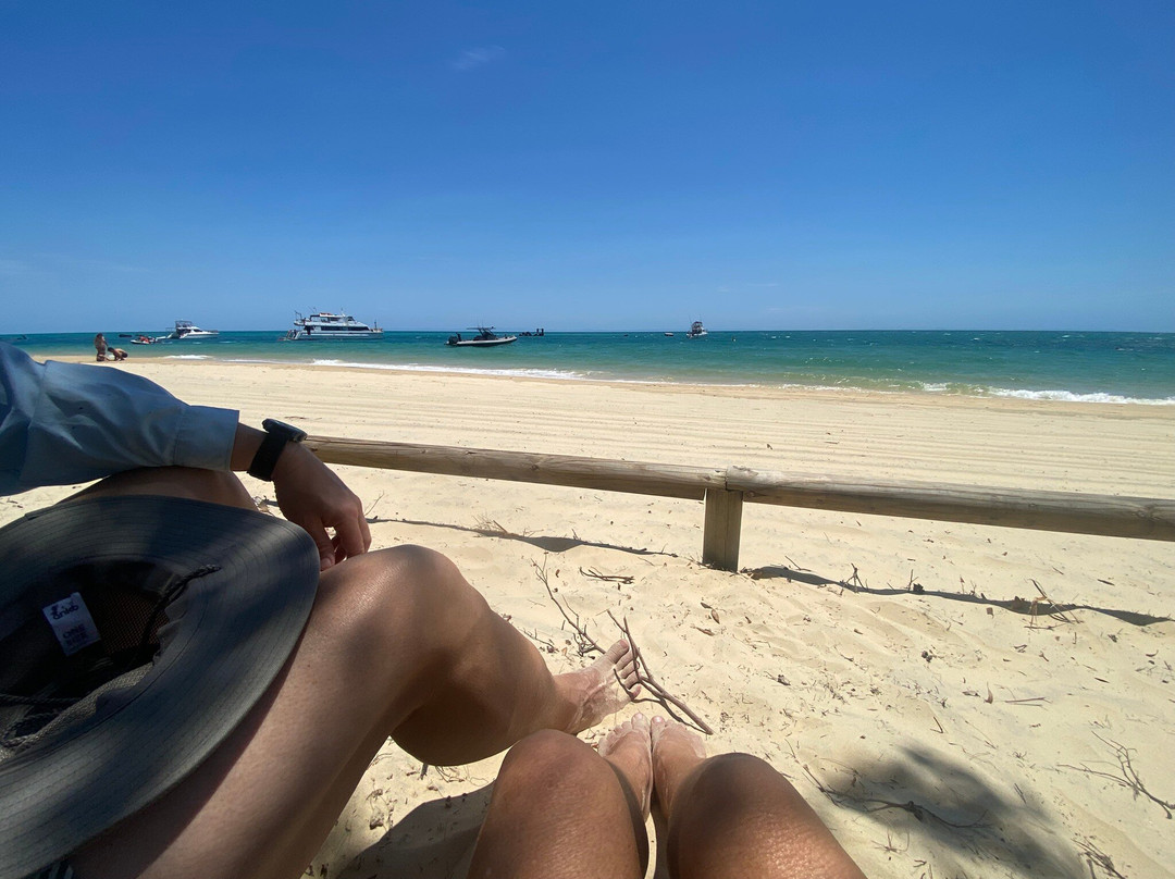 Tangalooma Wild Dolphin Feeding Program-天阁露玛必去景点