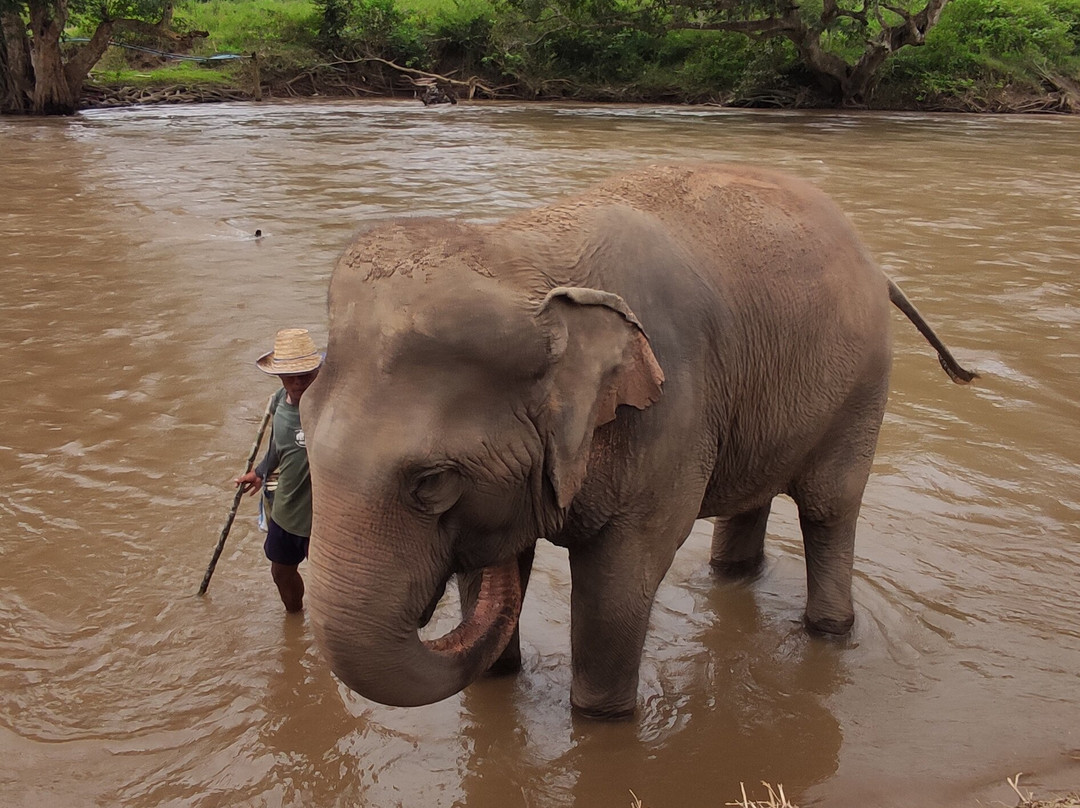 New Elephant Home-Kuet Chang必去景点