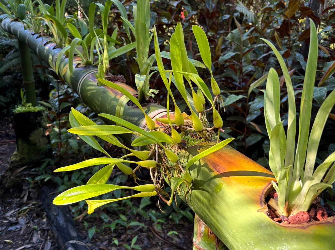 Kona Cloud Forest Sanctuary-凯鲁瓦-柯纳必去景点