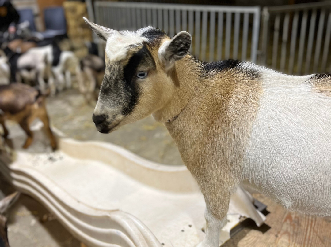 Udderly Ridiculous Farm Life-Blandford-Blenheim必去景点