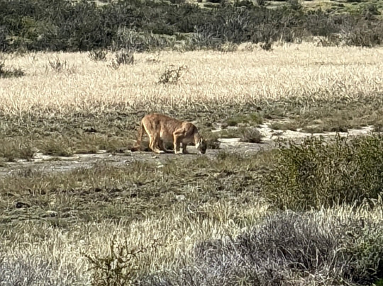 Patagonia Safari Experience-纳塔莱斯港必去景点