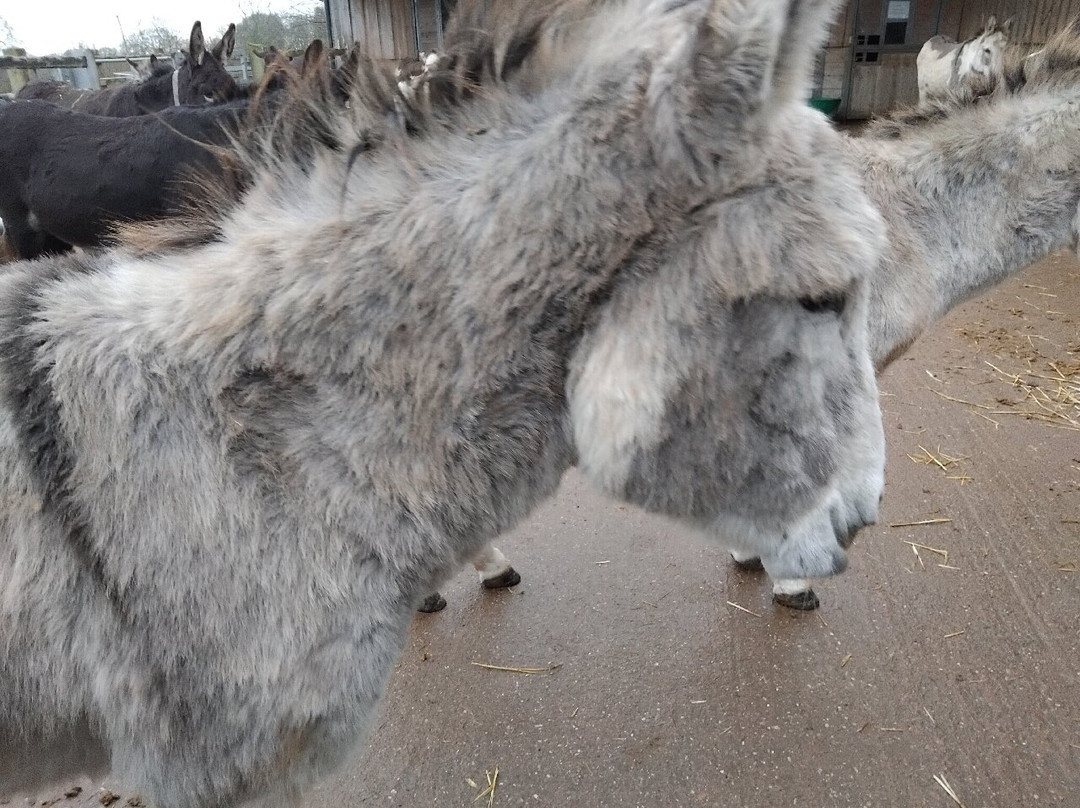 The Donkey Sanctuary-西德茅斯必去景点
