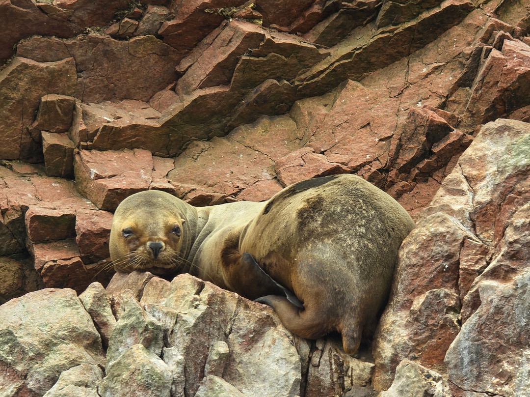Aliza Tours-Huacachina必去景点