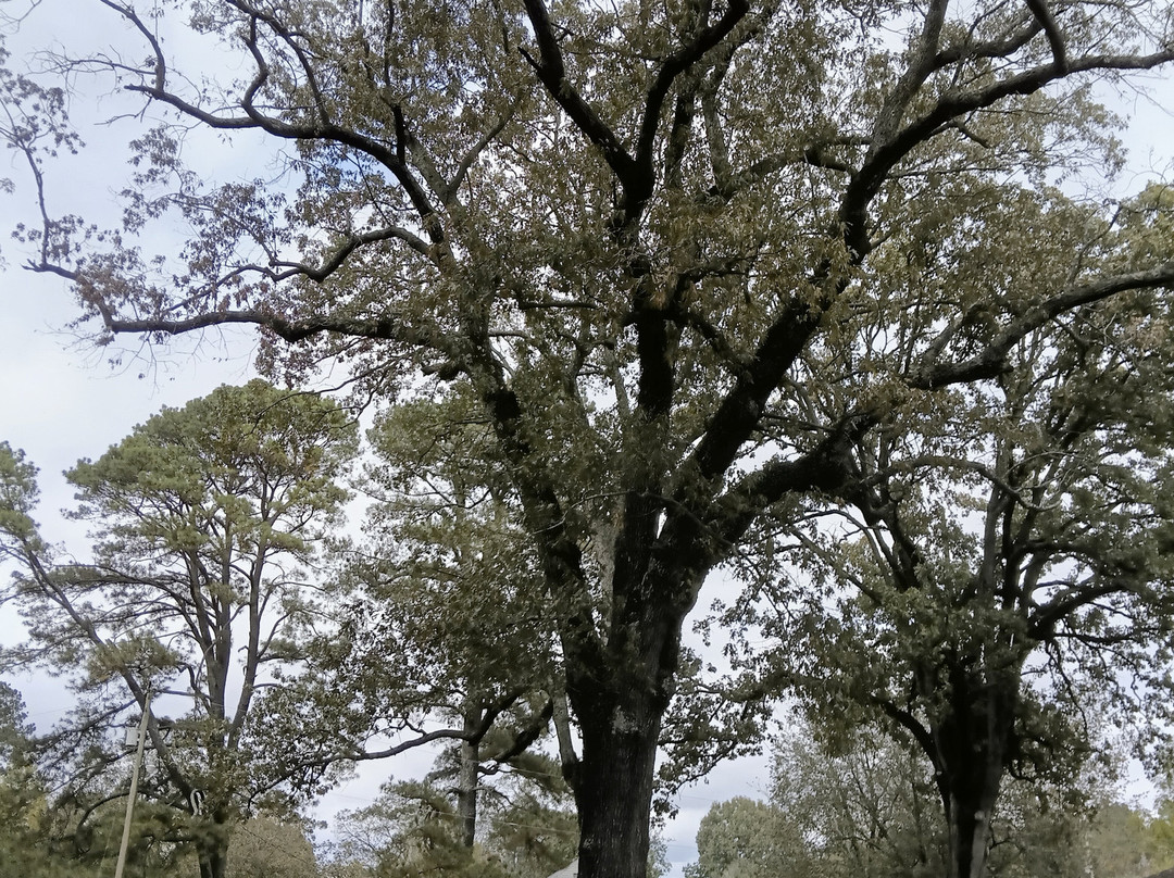 Diamond Oaks Inn Bed and Breakfast主图