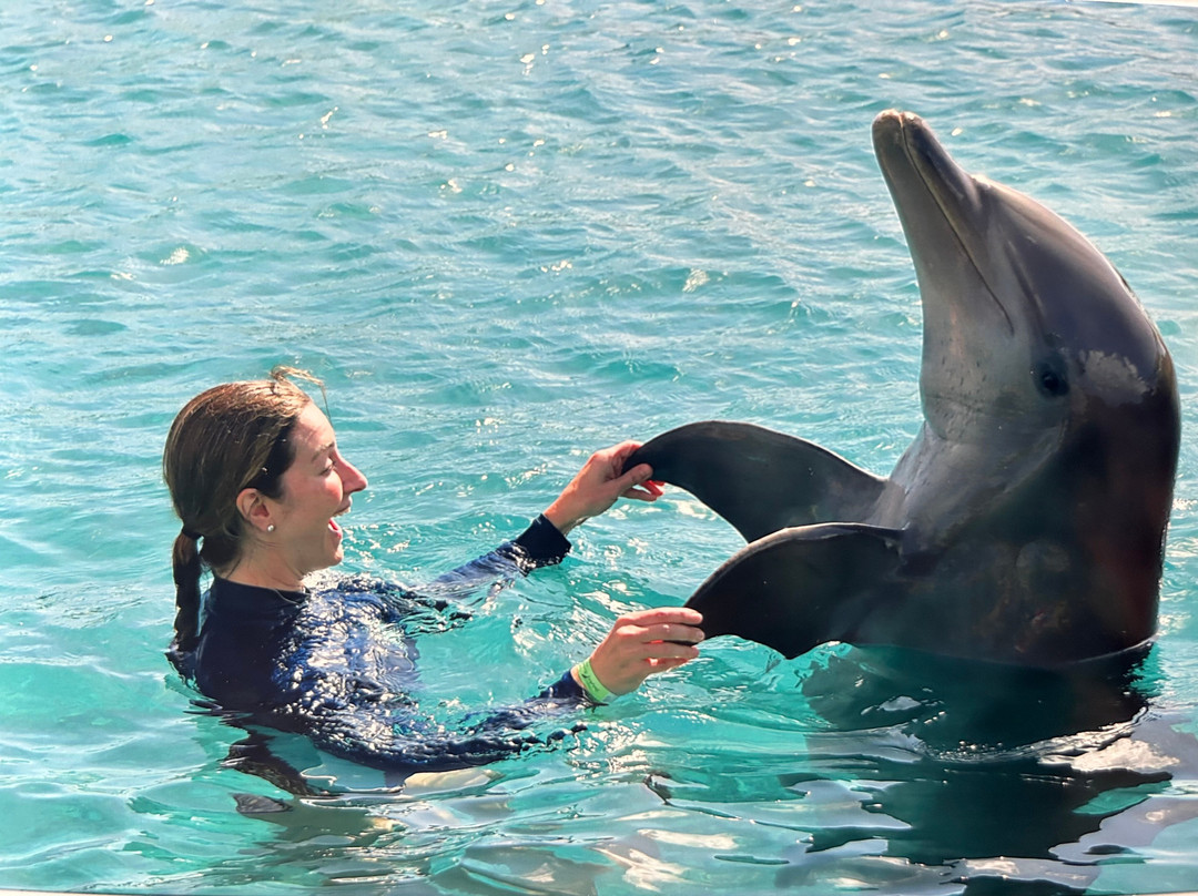 Dolphin Academy Curacao-威廉斯塔德必去景点