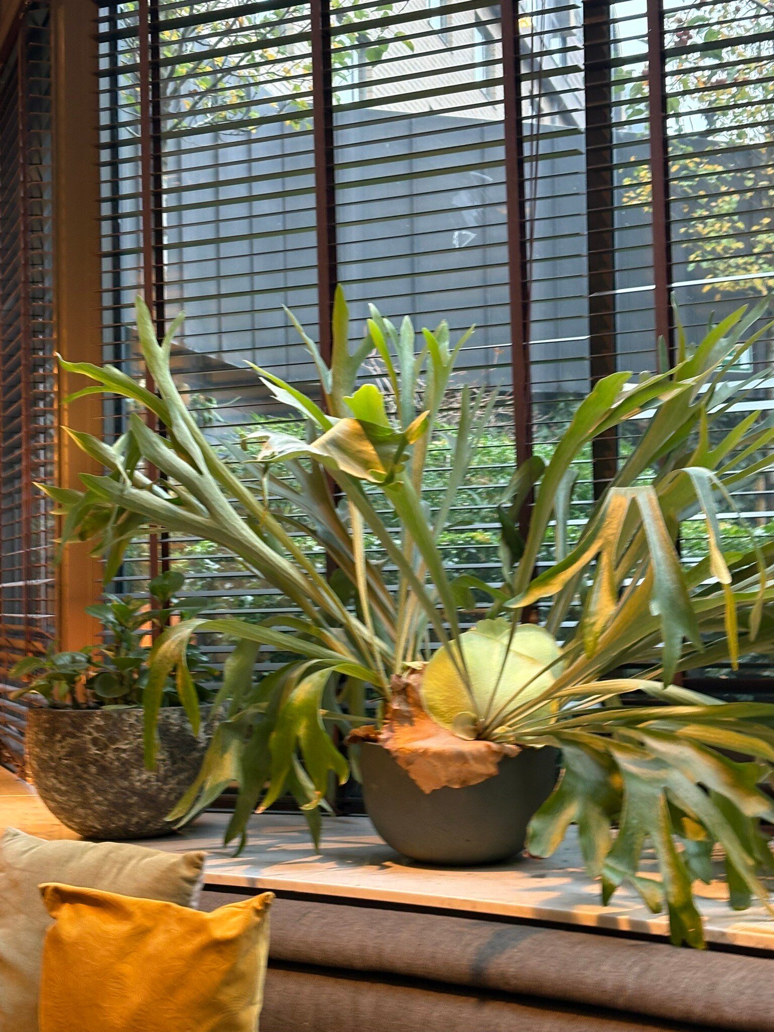 布鲁塞尔索菲特路易斯酒店-官方