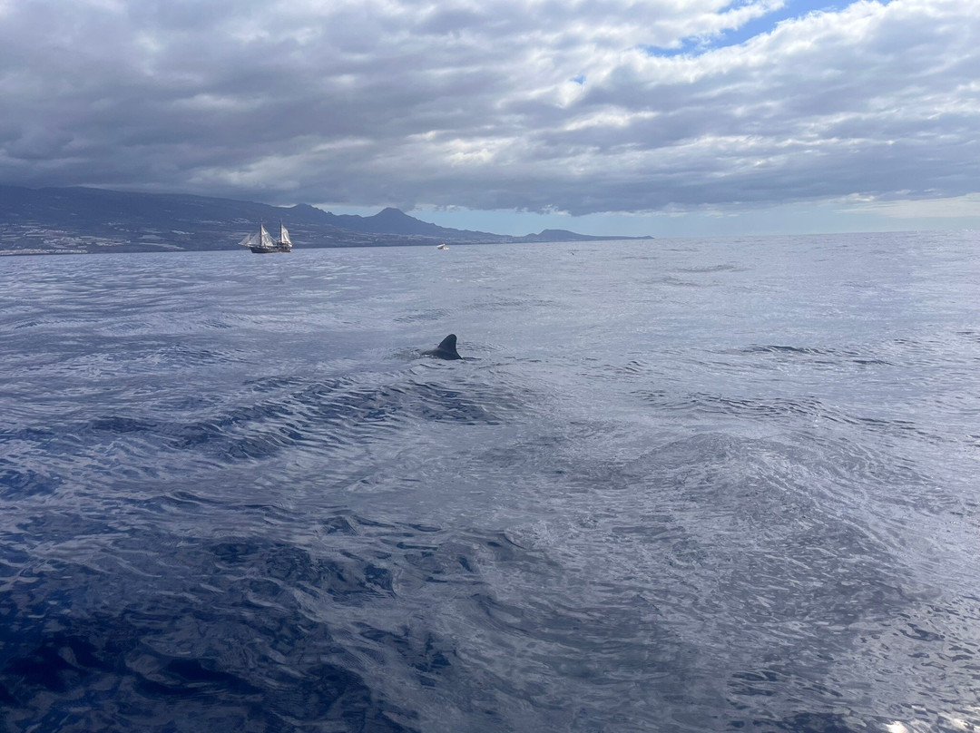 Whale Wise Eco Tours-阿坎提拉德洛斯基必去景点