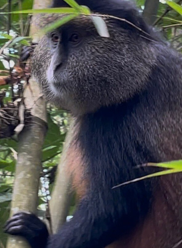 Virunga National Park - Mount Nyiragongo & Mountain Gorilla Treks-Goma必去景点