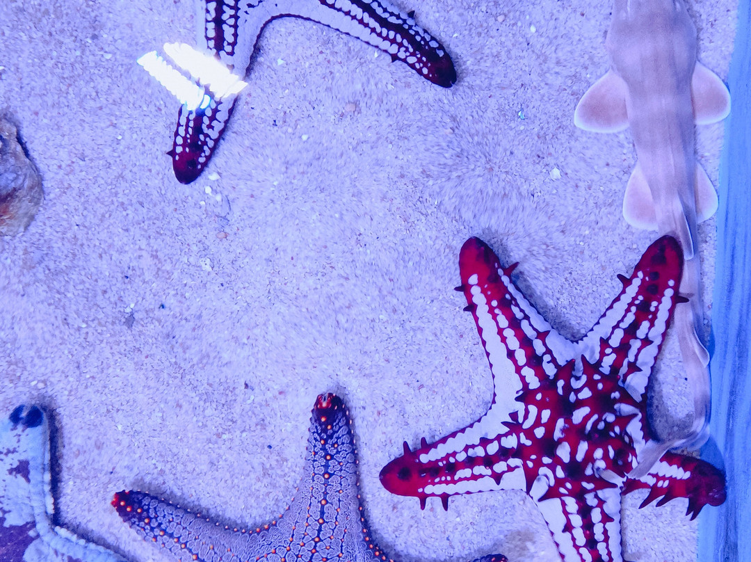 Aquarium Paradise-班加罗尔必去景点