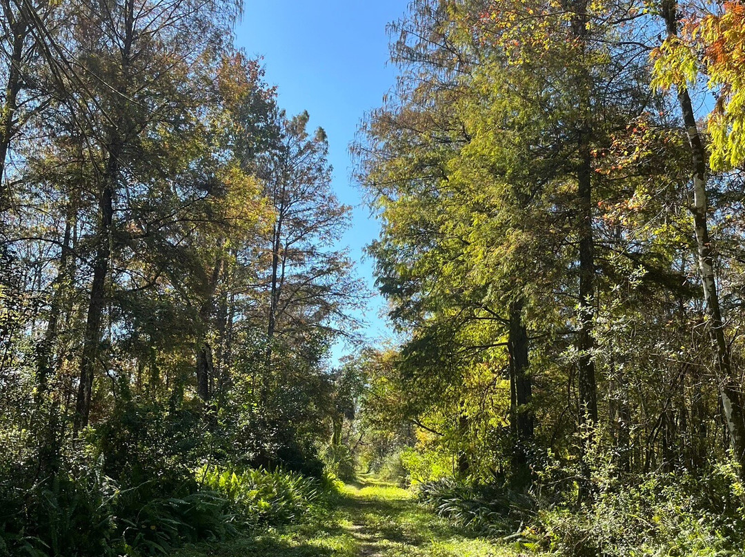 CREW - Bird Rookery Swamp Trails-那不勒斯必去景点