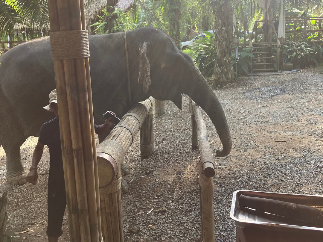 Khao Sok Elephant Sanctuary-拷索国家公园必去景点