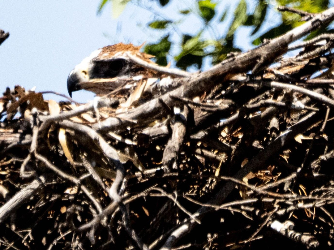 Australian Geographic Travel-悉尼必去景点
