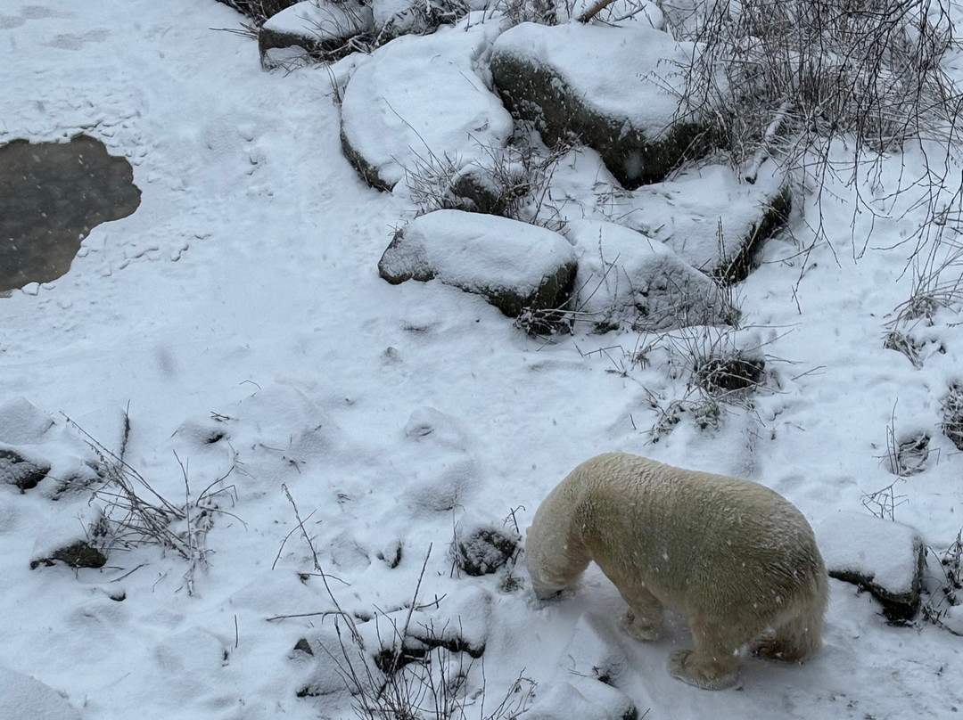 Ranua Zoo-Ranua必去景点