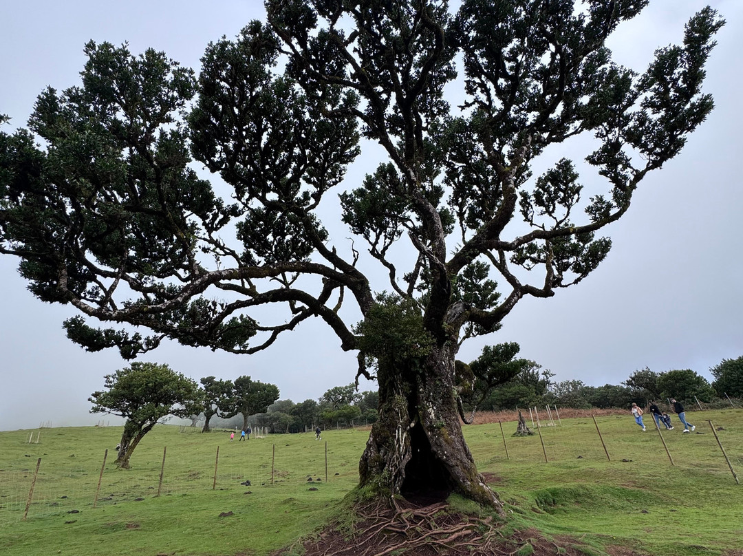 Posto Florestal Fanal-莫尼什港必去景点