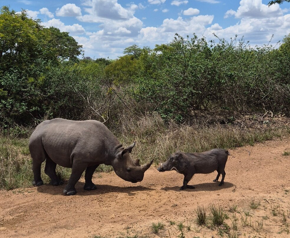 Imire: Rhino & Wildlife Conservation-韦扎必去景点