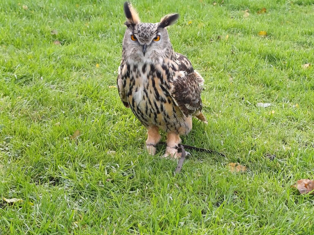 Feathers and Fur Falconry Centre-布拉克内尔必去景点