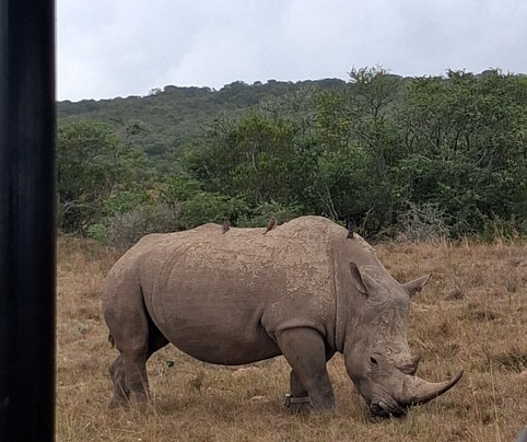 Bukela Game Lodge - Amakhala Game Reserve