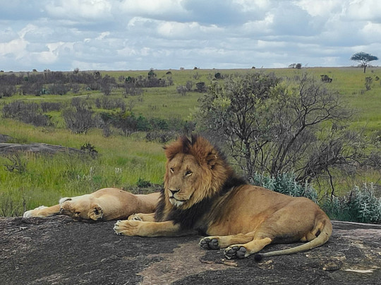 Wildlife Trips Safaris