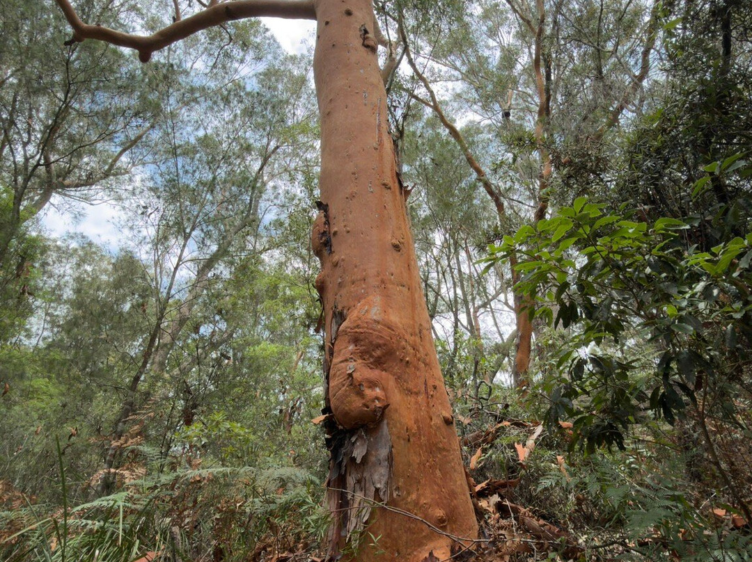 兰湾国家公园-Macquarie Park必去景点