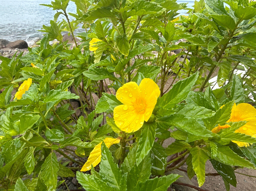 Donny's Watersports-Pointe Michel必去景点