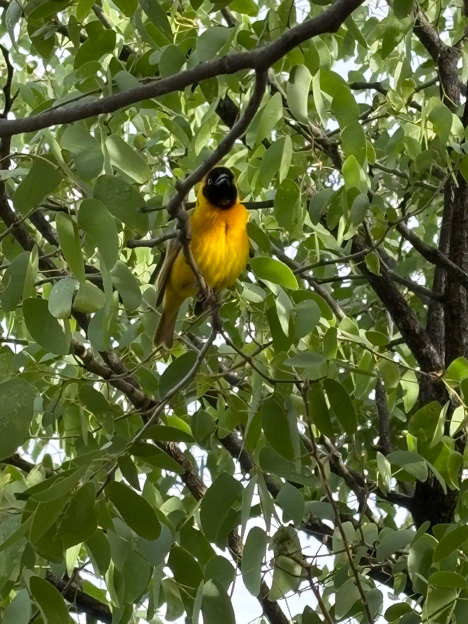 埃托沙乡村酒店-官方