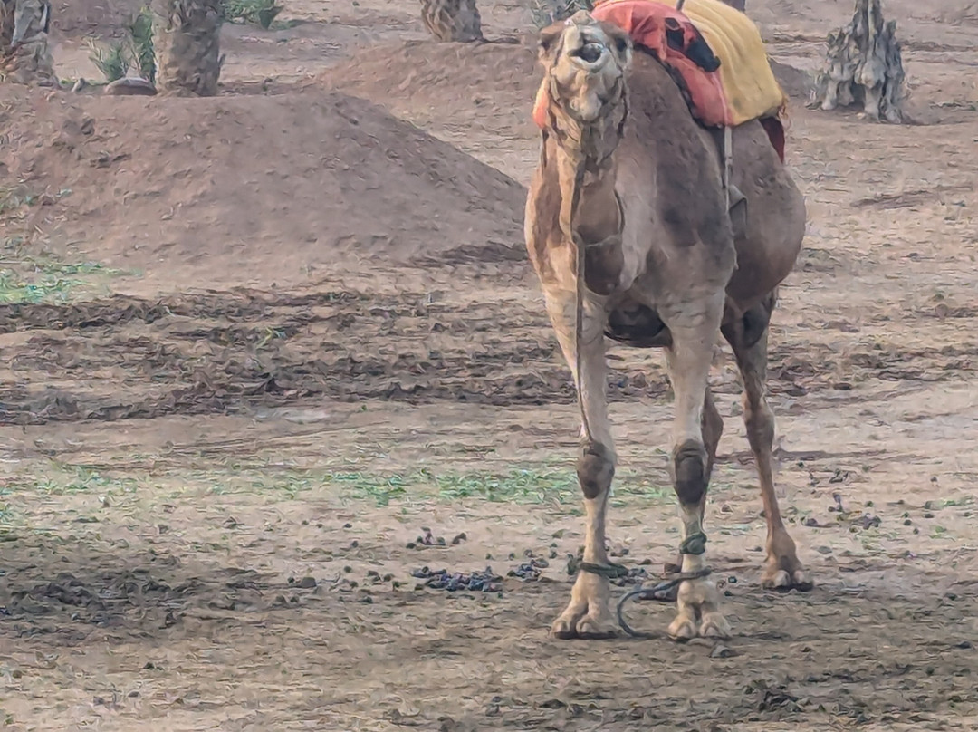 Click Exursions-马拉喀什必去景点