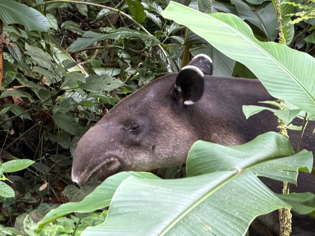 Tapir Valley Nature Reserve-Bijagua de Upala必去景点