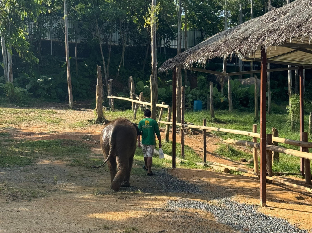 Kerchor Elephant Family Phuket-卡图必去景点