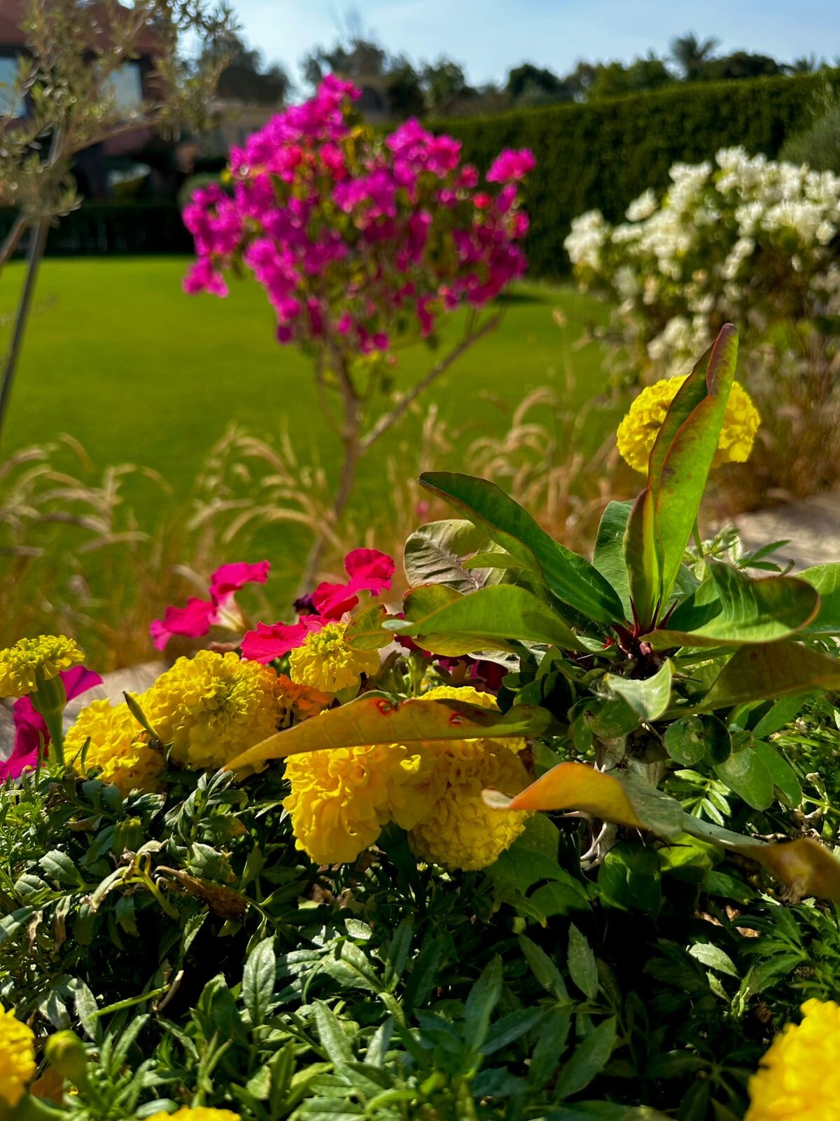 Lazib Inn Resort & Spa-官方