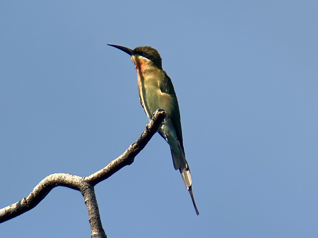 SVC野生动物保护区-暹粒必去景点