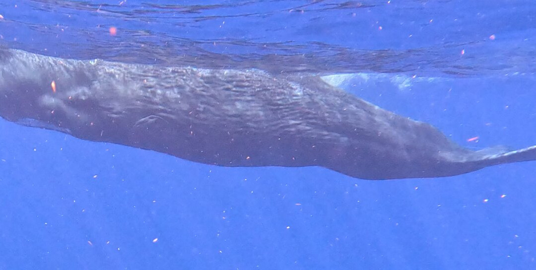 Dominica Water Tours-Scotts Head必去景点