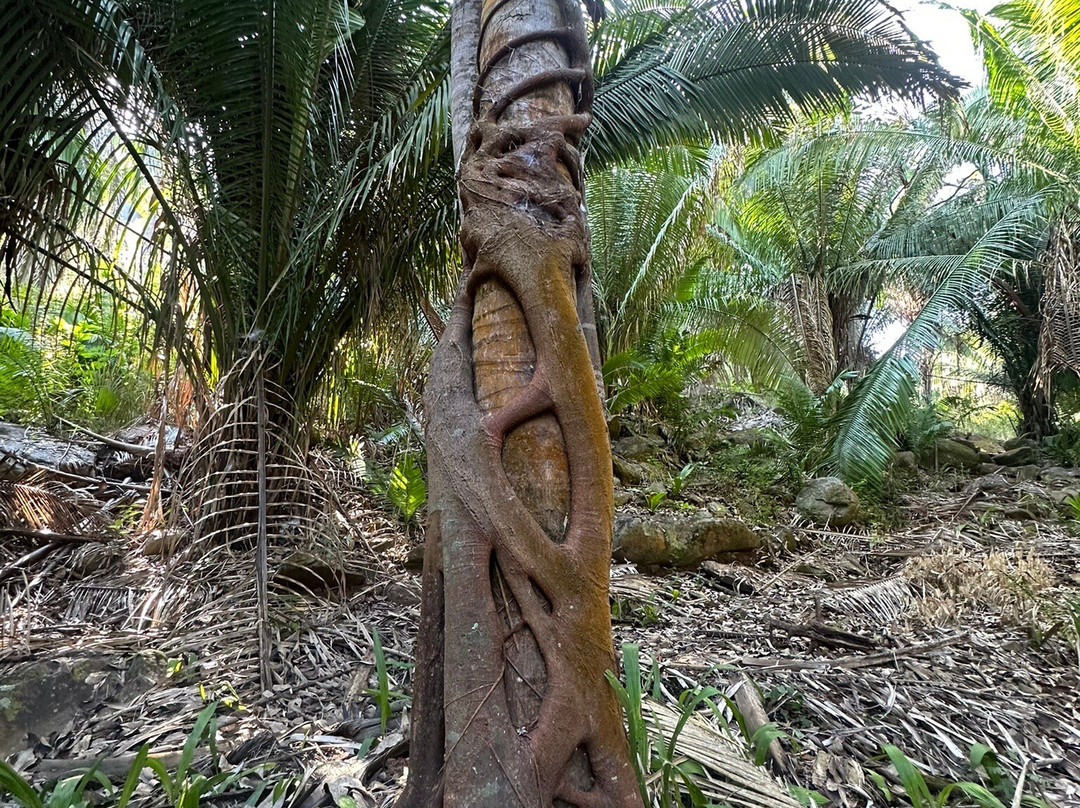 Mystic Embrace-Chacala必去景点