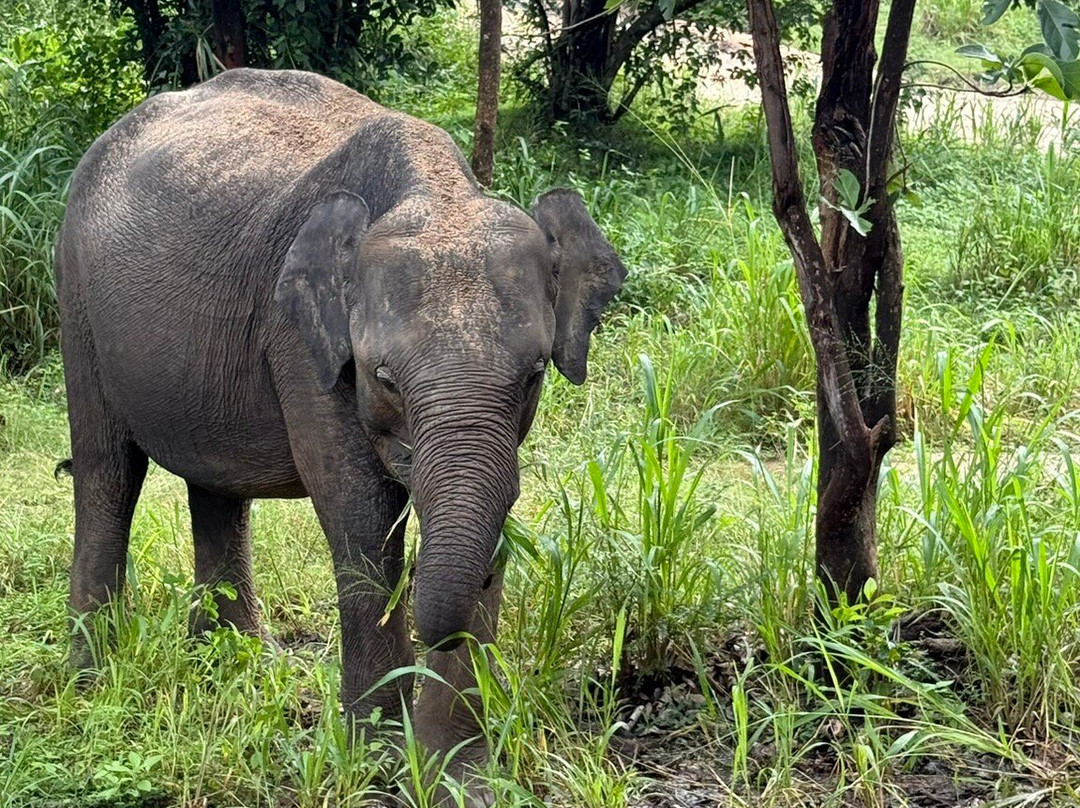 Safari With Asanka-锡吉里亚必去景点