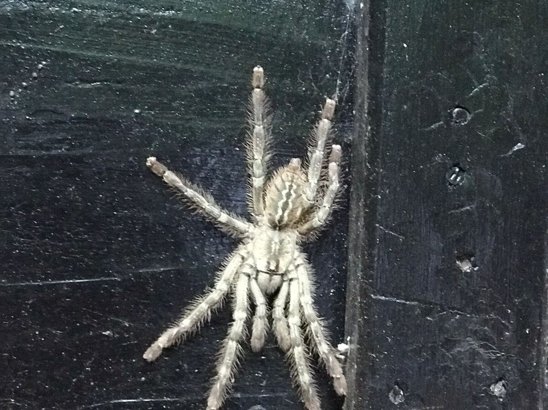 Kaludiya Pokuna Nature Walks-锡吉里亚必去景点