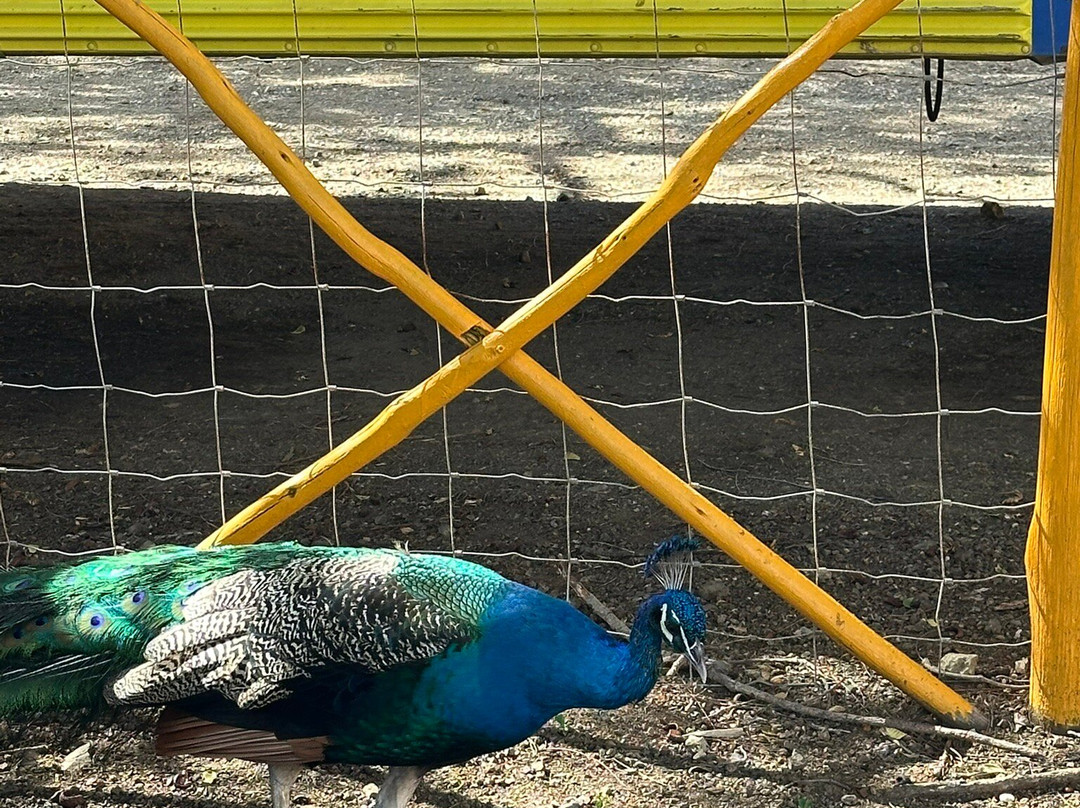 Curacao Ostrich Farm-库拉索必去景点