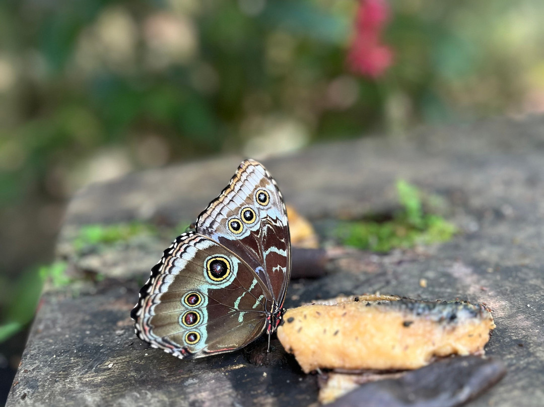 Royal Butterflies-哈科必去景点