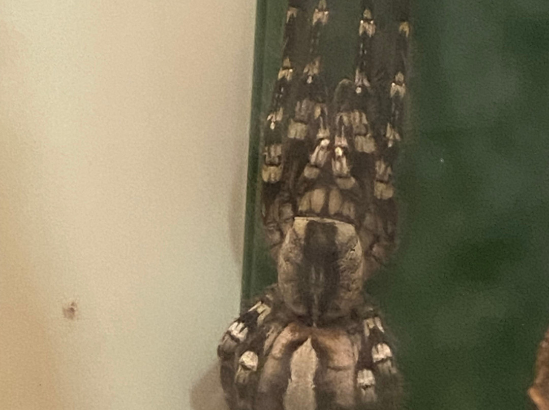 Esapolis - Museo Vivente degli insetti-帕多瓦必去景点