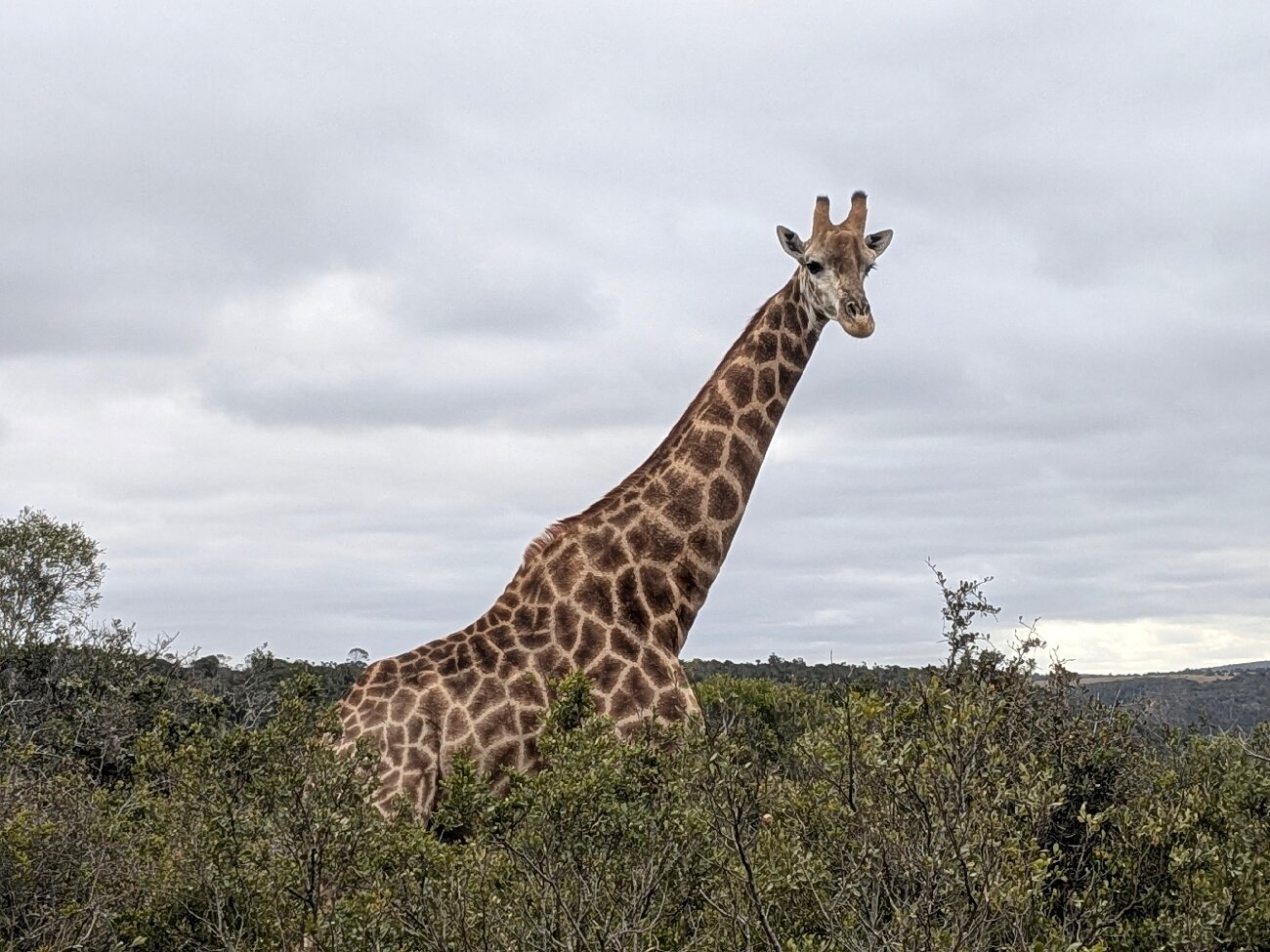 Sibuya Game Reserve: Tented Camps and Lodge-官方