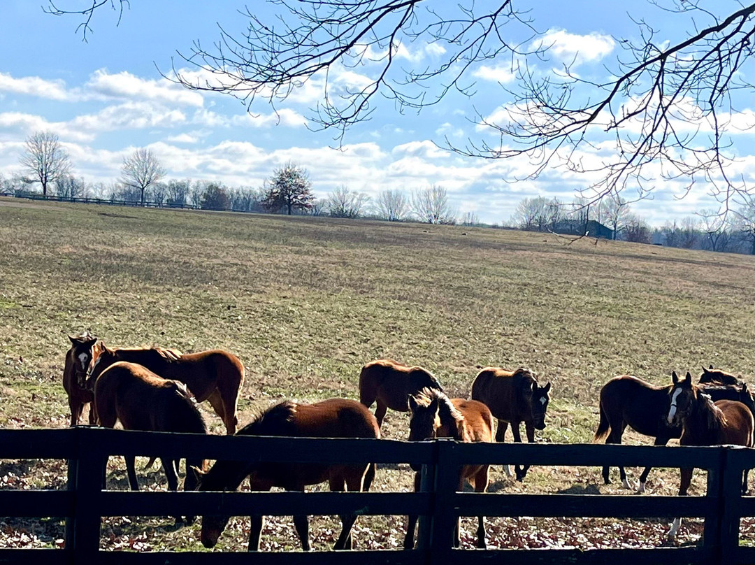 Mill Ridge Farm-列克星敦必去景点