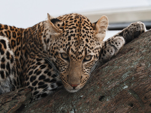 Umani Bliss Safaris-内罗毕必去景点