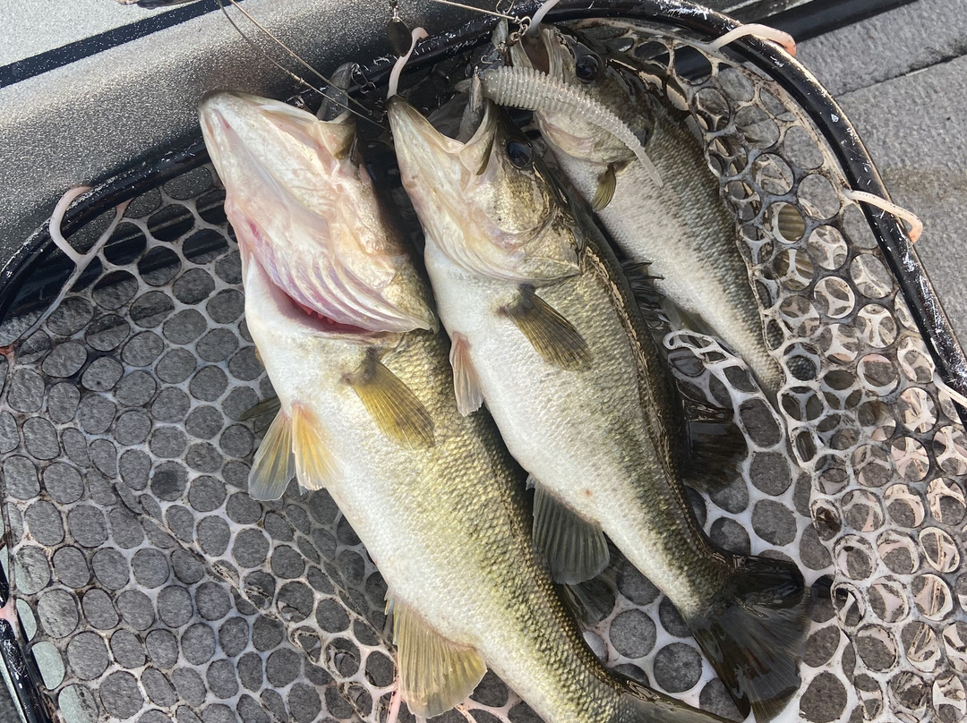 Aj's Bass Guides-基西米必去景点