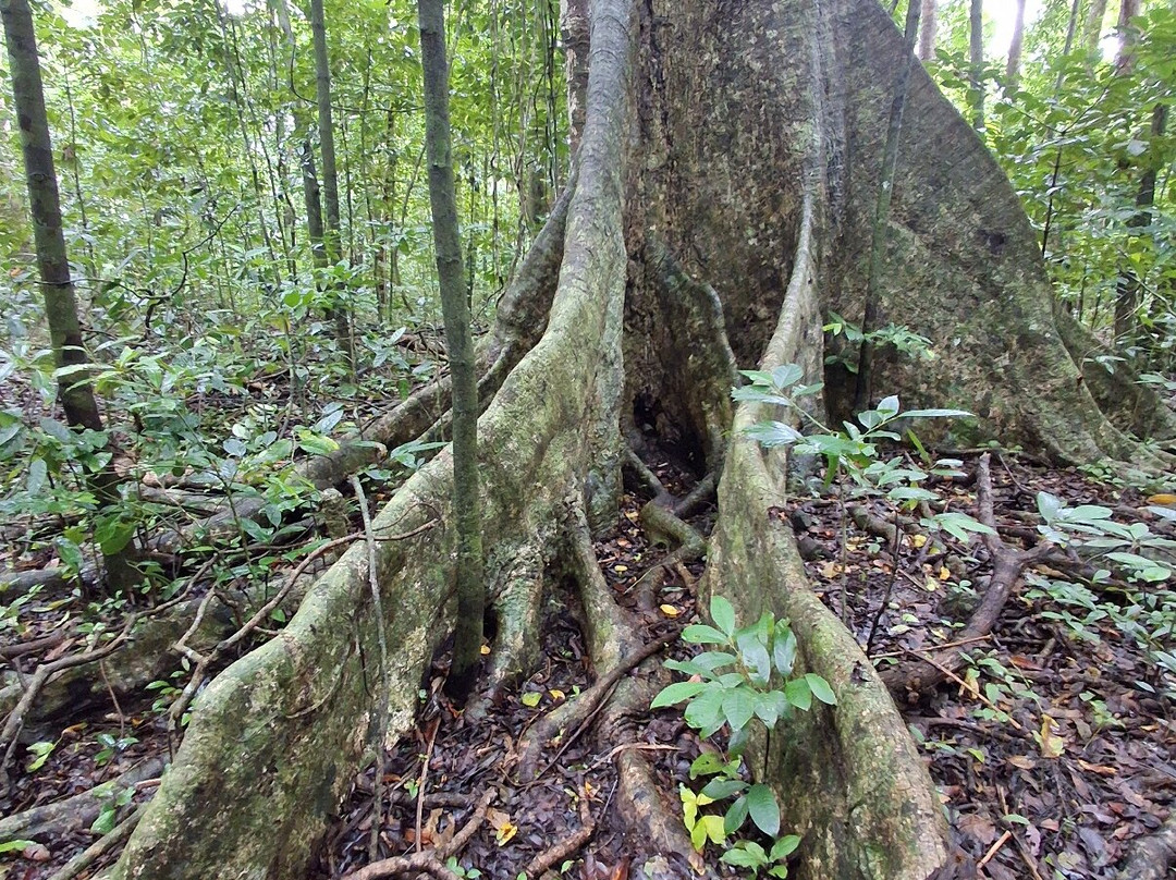 Far North Escapes-Cape Tribulation必去景点