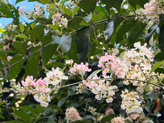 Ticoté Medicine Farm