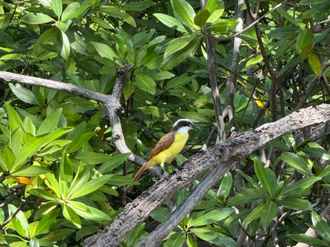 Wild Tamarindo-塔马林多必去景点