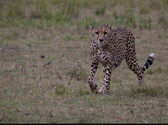 Wild Eye-弗维斯必去景点