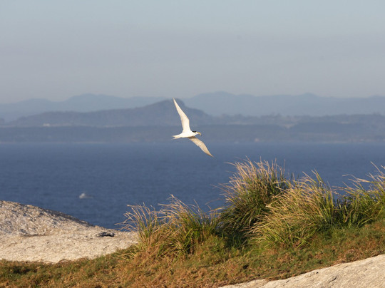 Montague Island-纳鲁马必去景点
