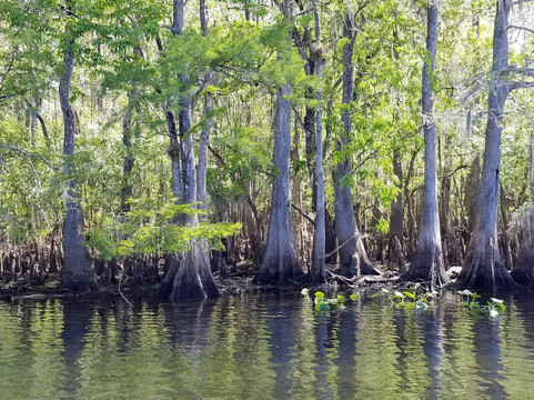 Mt. Dora Canal Boat Tours with Lunch